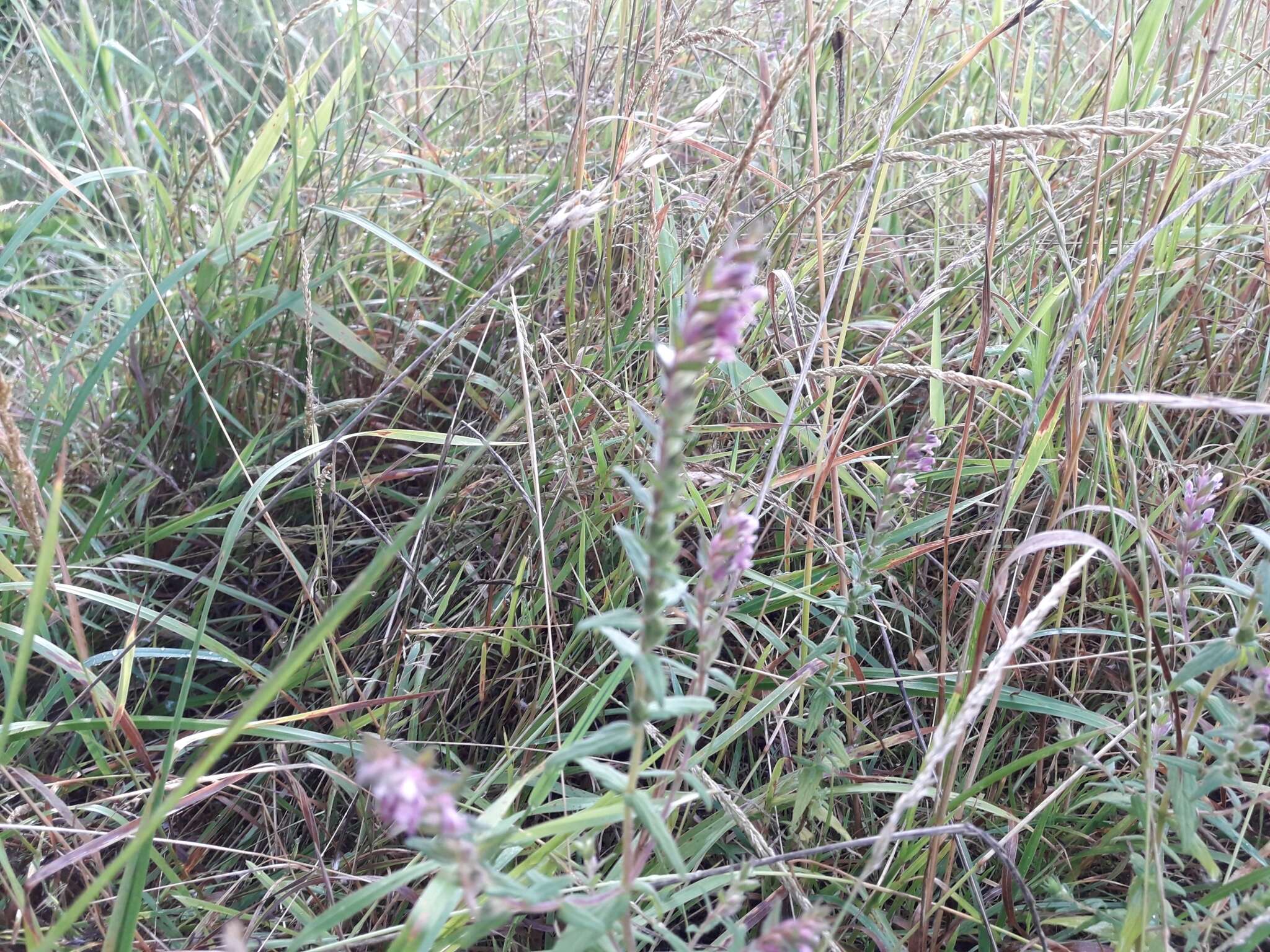 Image of red bartsia