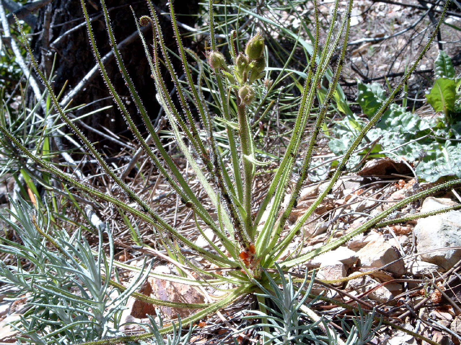 Image de Drosophyllaceae