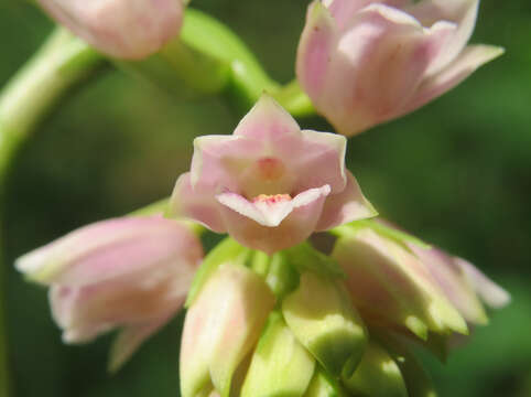 Image of Pink nodding orchid