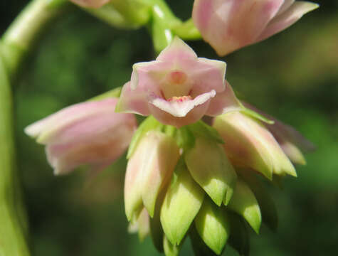 Image of Pink nodding orchid