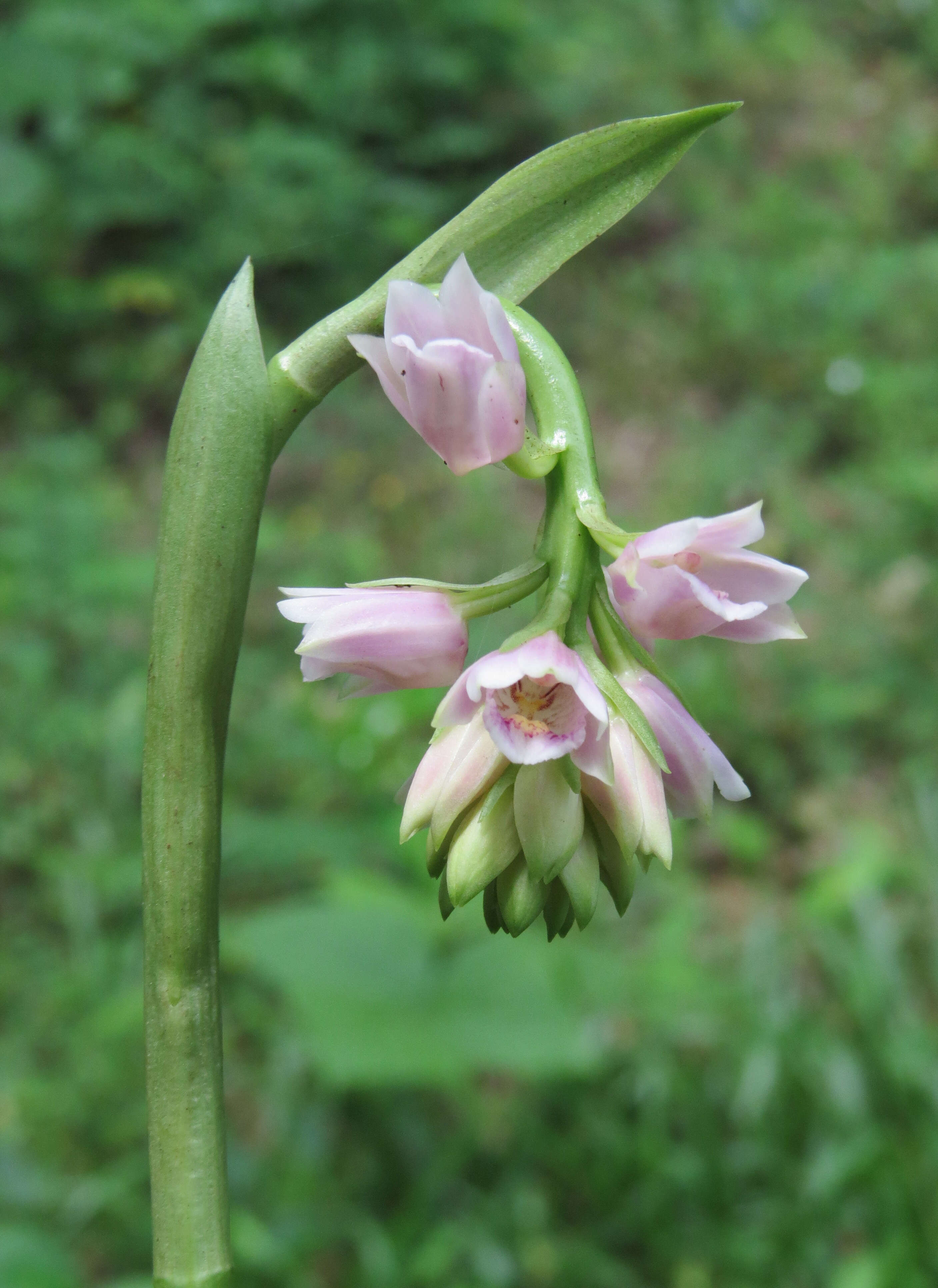 Imagem de Geodorum densiflorum (Lam.) Schltr.