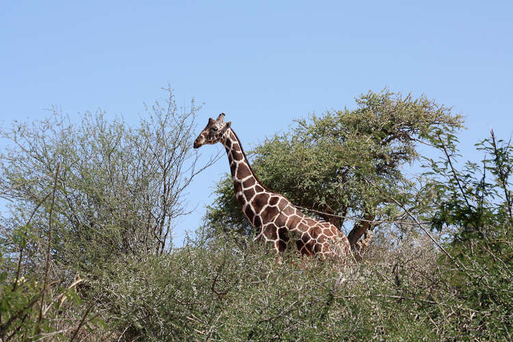 Image of reticulated giraffe