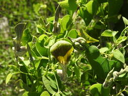 Image de Aristolochia argentina Griseb.