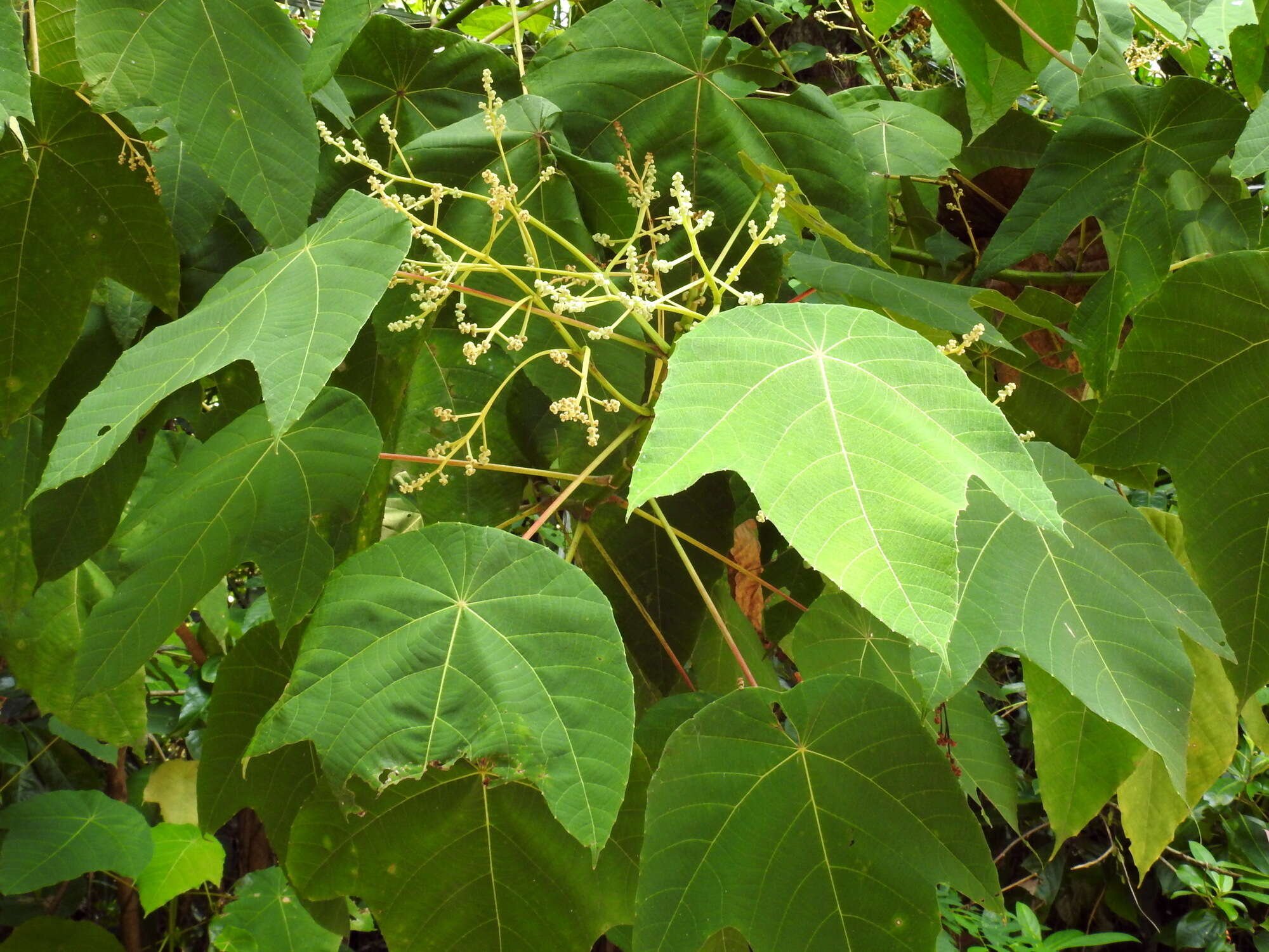 Image of Macaranga triloba (Thunb.) Müll. Arg.