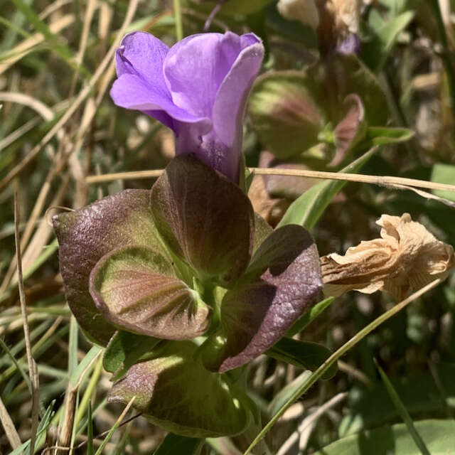 Plancia ëd Barleria mackenii Hook. fil.