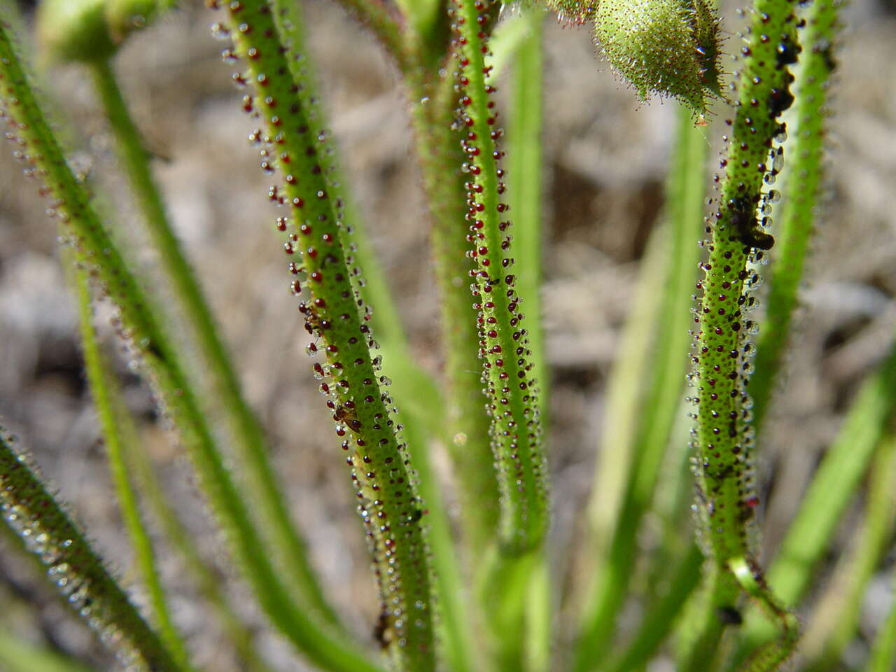 Image of Drosophyllaceae