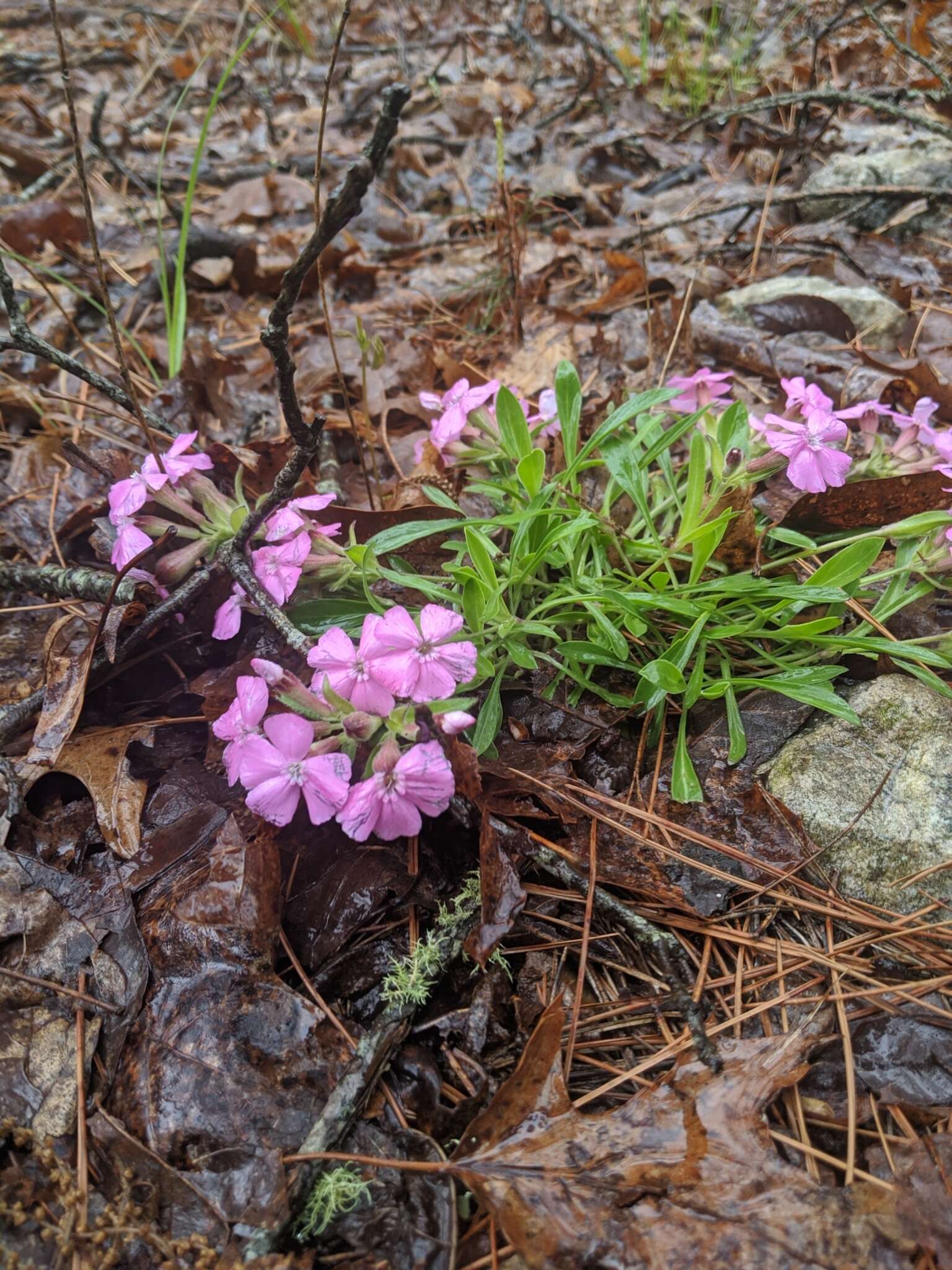 Слика од Silene caroliniana subsp. wherryi (Small) R. T. Clausen