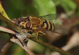 Plancia ëd Syrphus ribesii (Linnaeus 1758)