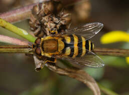 Plancia ëd Syrphus ribesii (Linnaeus 1758)