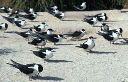 Image of Sooty Tern