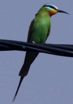 Image of Blue-cheeked Bee-eater