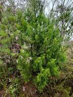 Image of Illawarra Cypress-pine