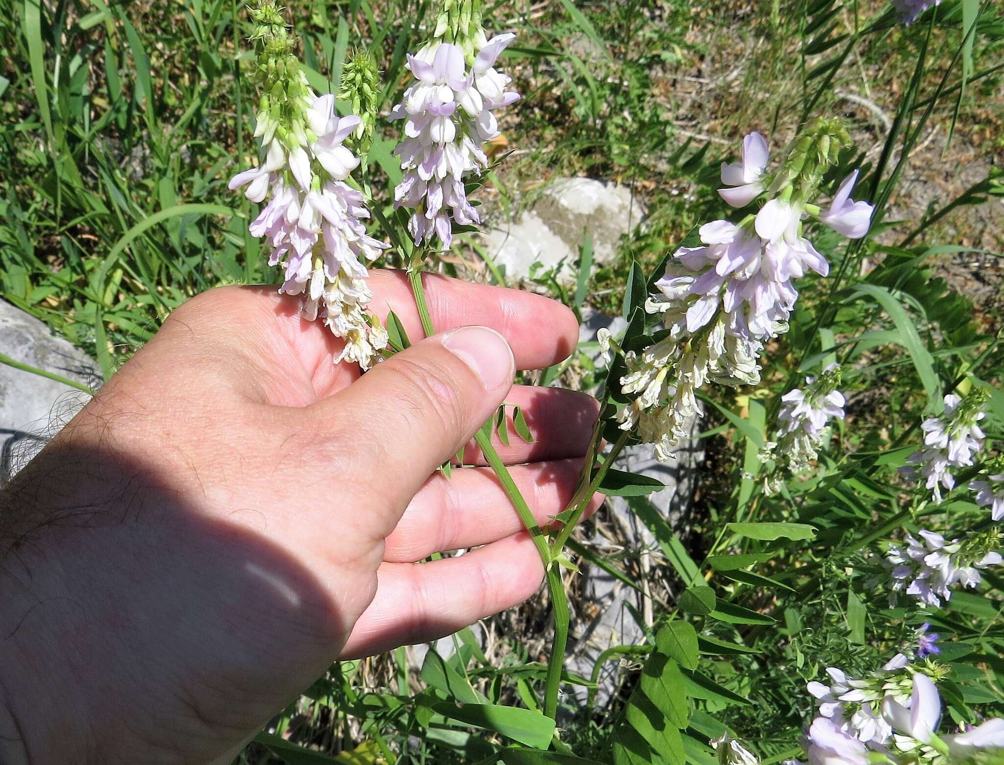 Image of Goat's rue