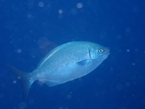 Image of Bermuda chub