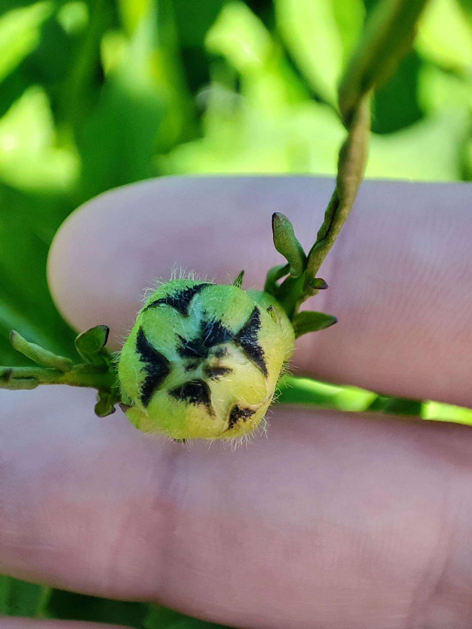 Image of Cephalaria litvinovii Bobrov