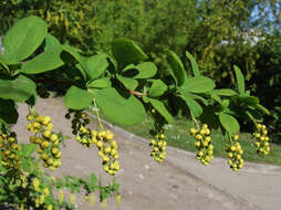 Image de Berberis koreana Palibin