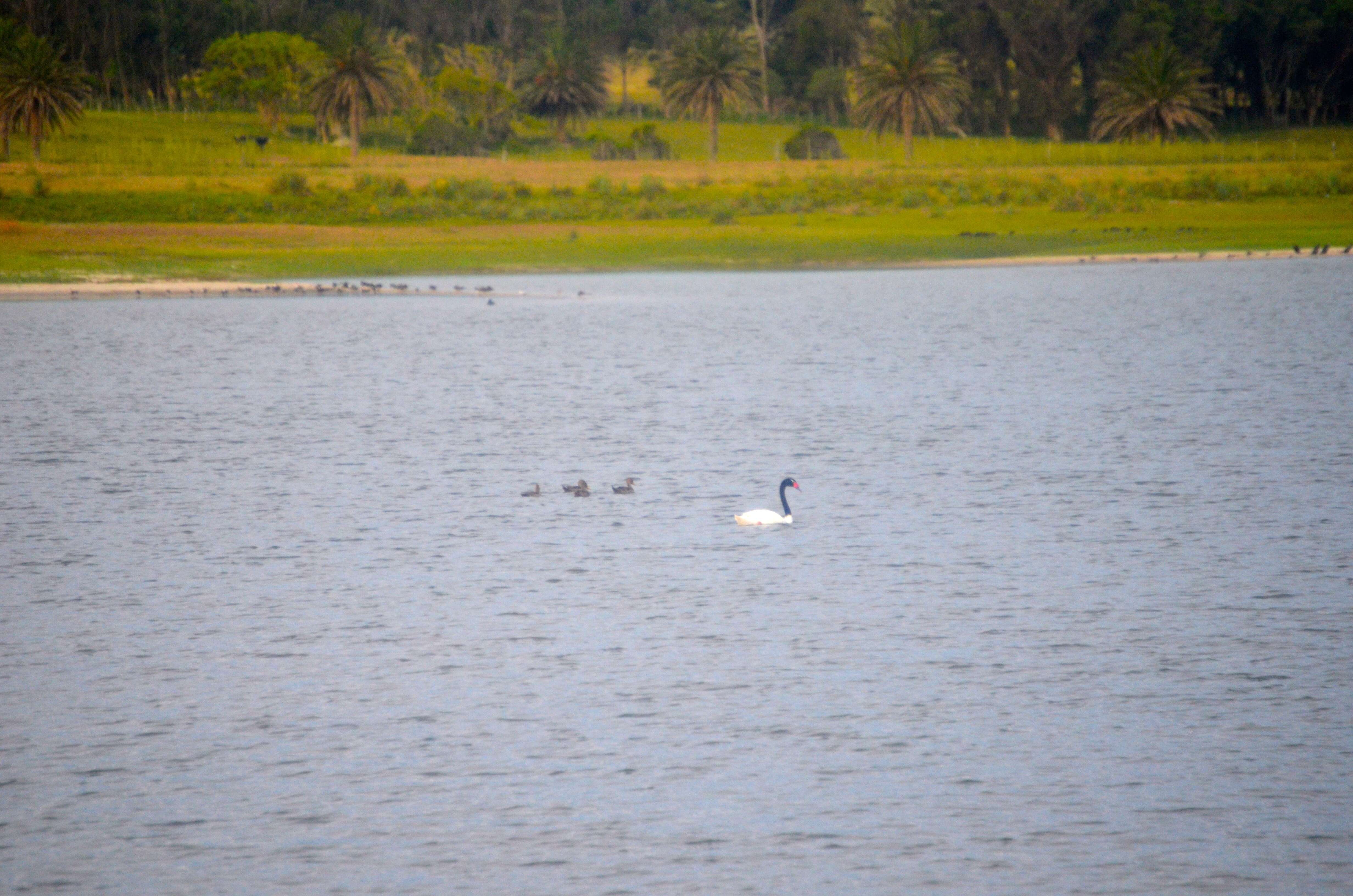 Imagem de Cisne-de-pescoço-preto