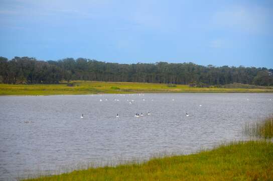 Image of Black-necked Swan