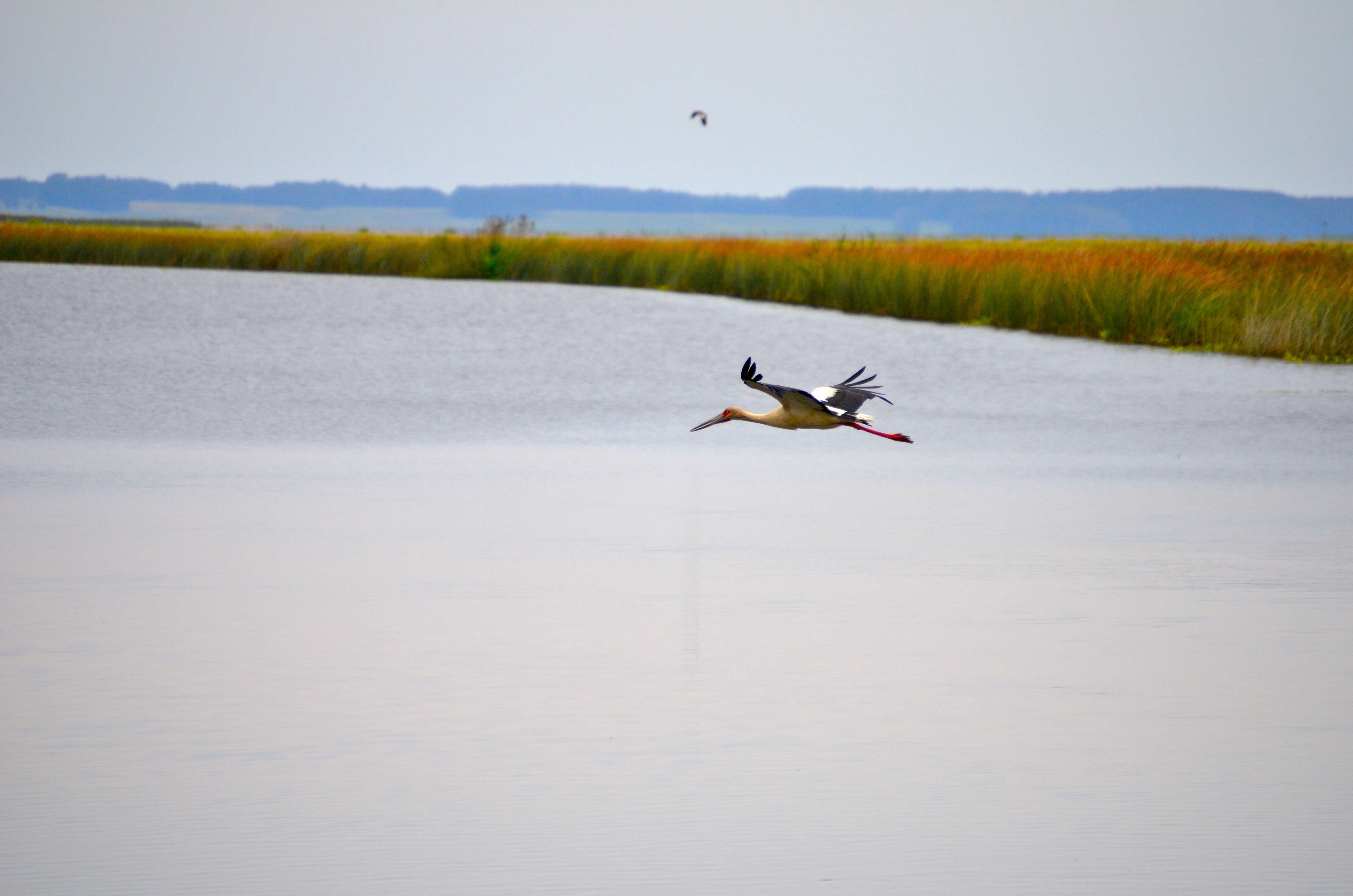 Image of Cocoi Heron