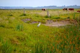 Image of Cocoi Heron