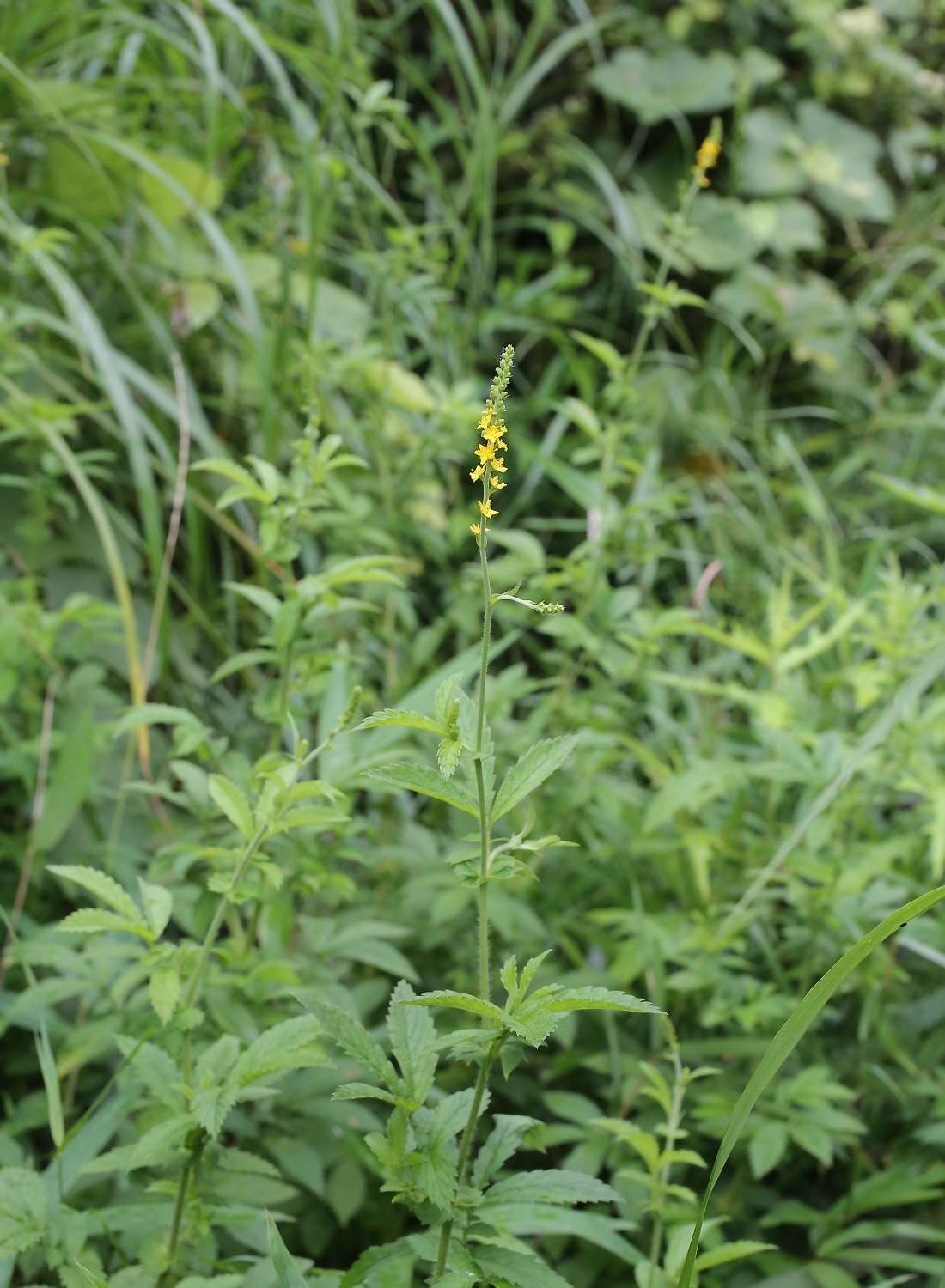 Imagem de Agrimonia pilosa var. japonica (Miq.) Nakai