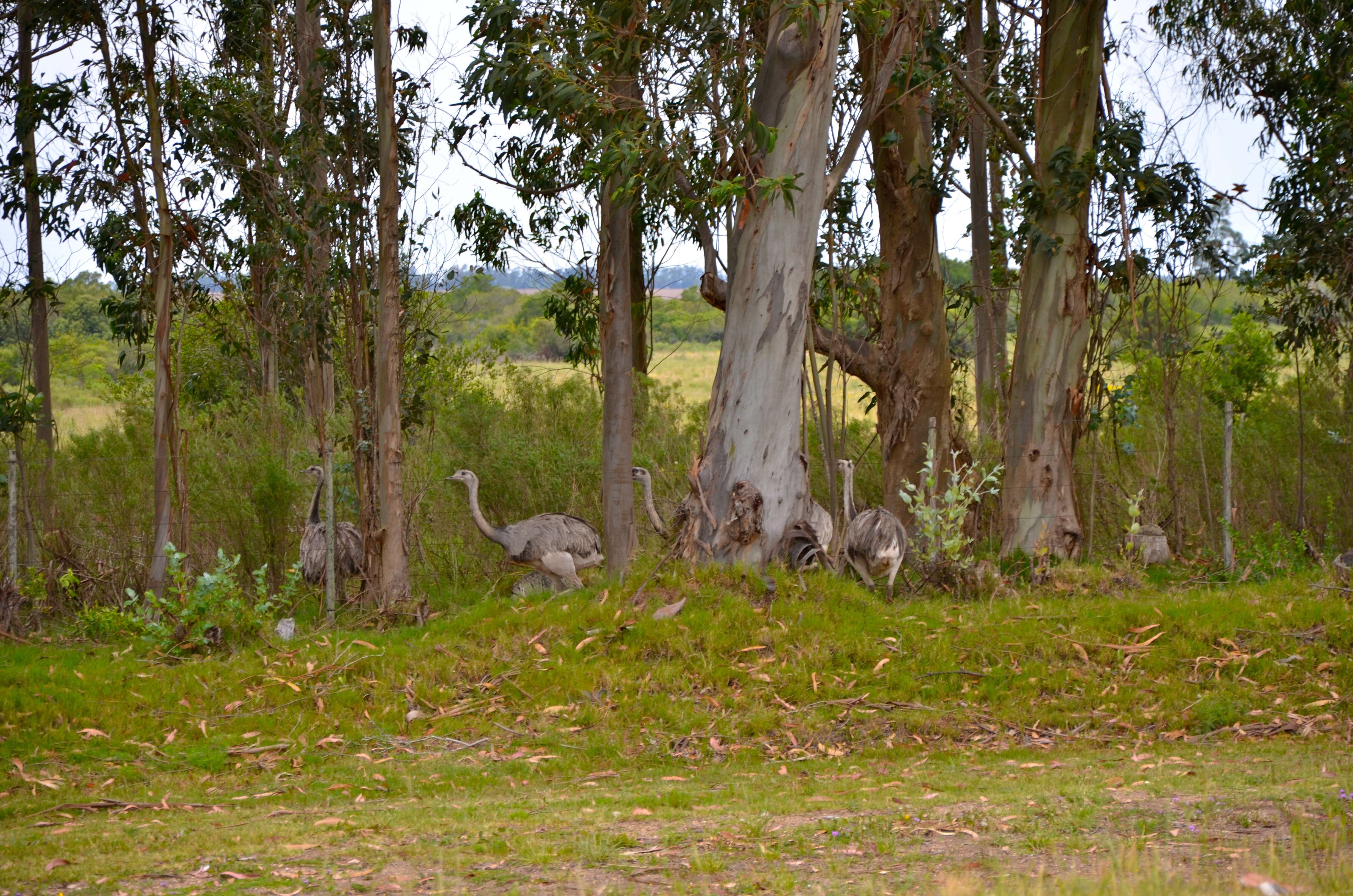 Image of Common Rhea