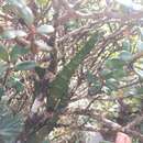 Image of Kauai korthal mistletoe