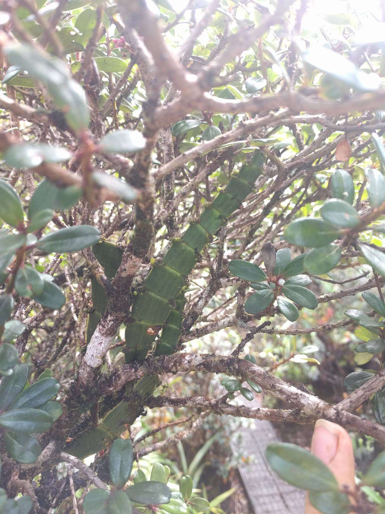 Image of Kauai korthal mistletoe