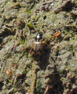 Image of Bembidion (Notaphus) semipunctatum (Donovan 1806)