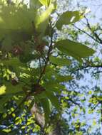 Image de Quercus acutissima Carruth.