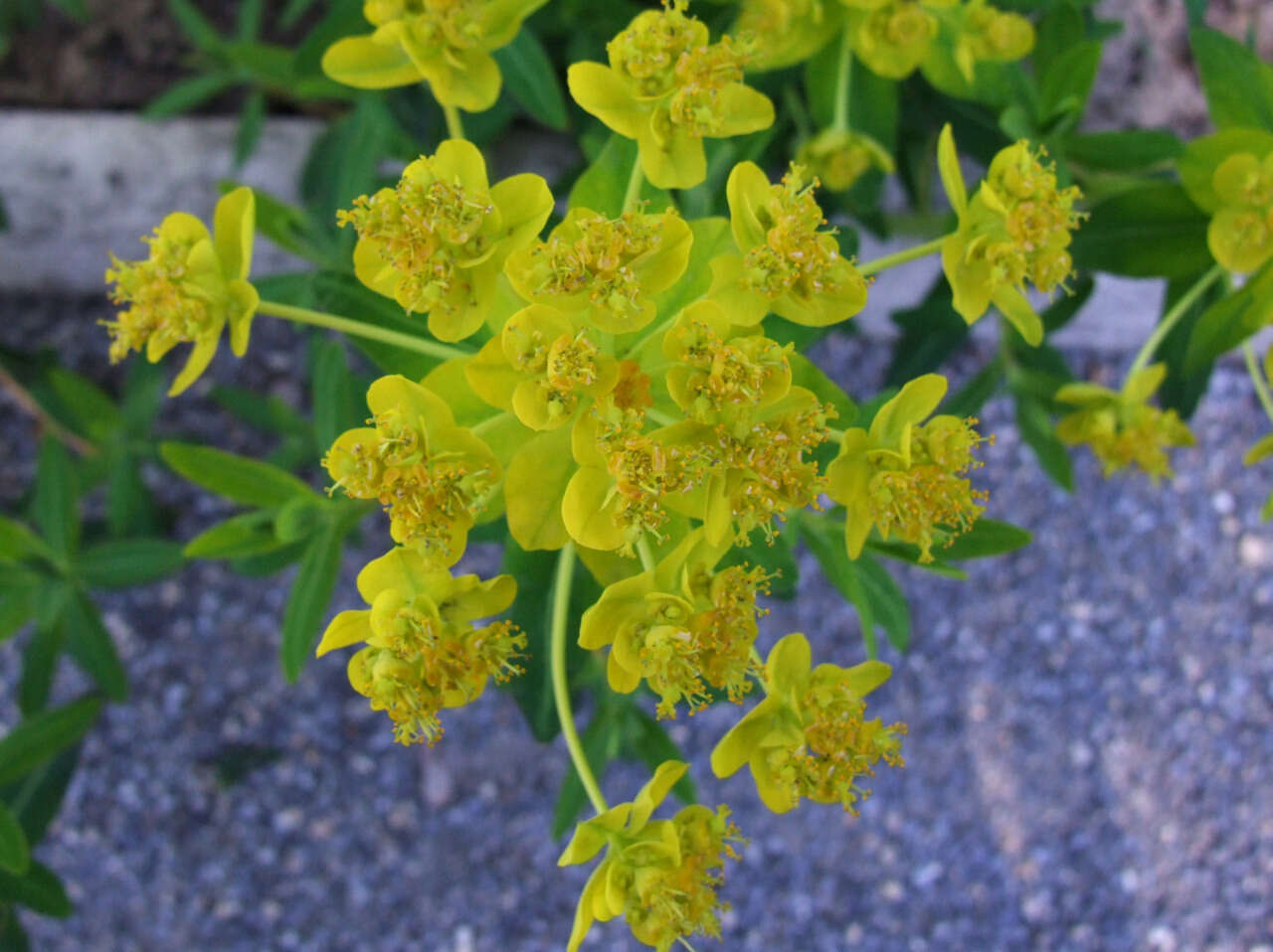 Image of Marsh Spurge