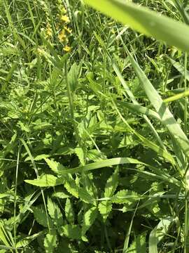 Image of roadside agrimony