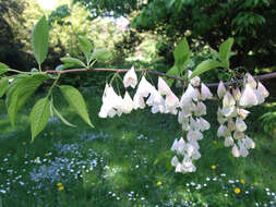 Image de Halesia tetraptera var. monticola (Rehd.) J. L. Reveal & M. J. Seldin