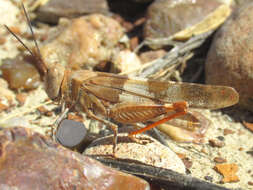 Image of Trimerotropis latifasciata Scudder & S. H. 1880