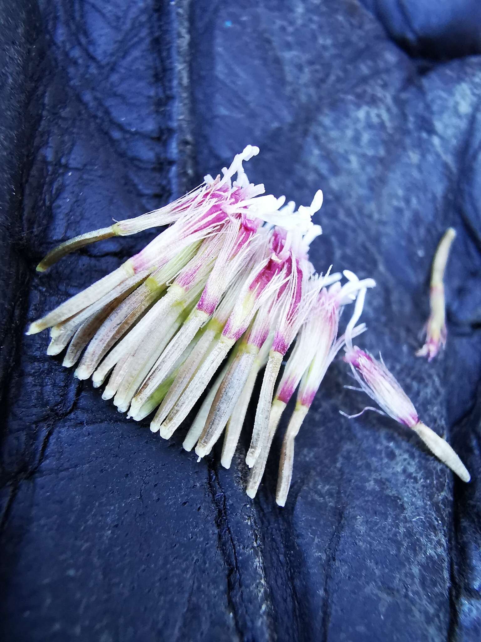 Image of Brickellia nesomii B. L. Turner