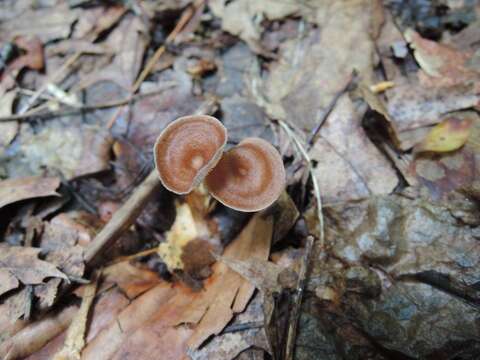 Imagem de Gymnopus biformis (Peck) Halling 1997