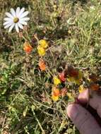 Image of Hermannia multiflora Jacq.