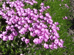 Image of tufted phlox