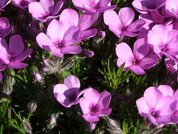 Image of Phlox caespitosa subsp. caespitosa