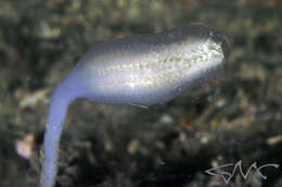 Image of Sycozoa pulchra (Herdman 1886)