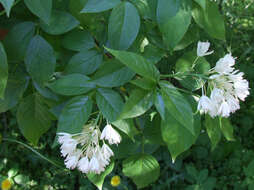 Imagem de Staphylea trifolia L.