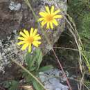 Acmella bellidioides (Smith) R. K. Jansen resmi