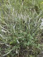 Image of Astragalus melilotoides Pall.