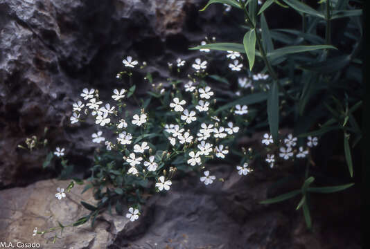 Image of Petrocoptis glaucifolia (Lag.) Pau