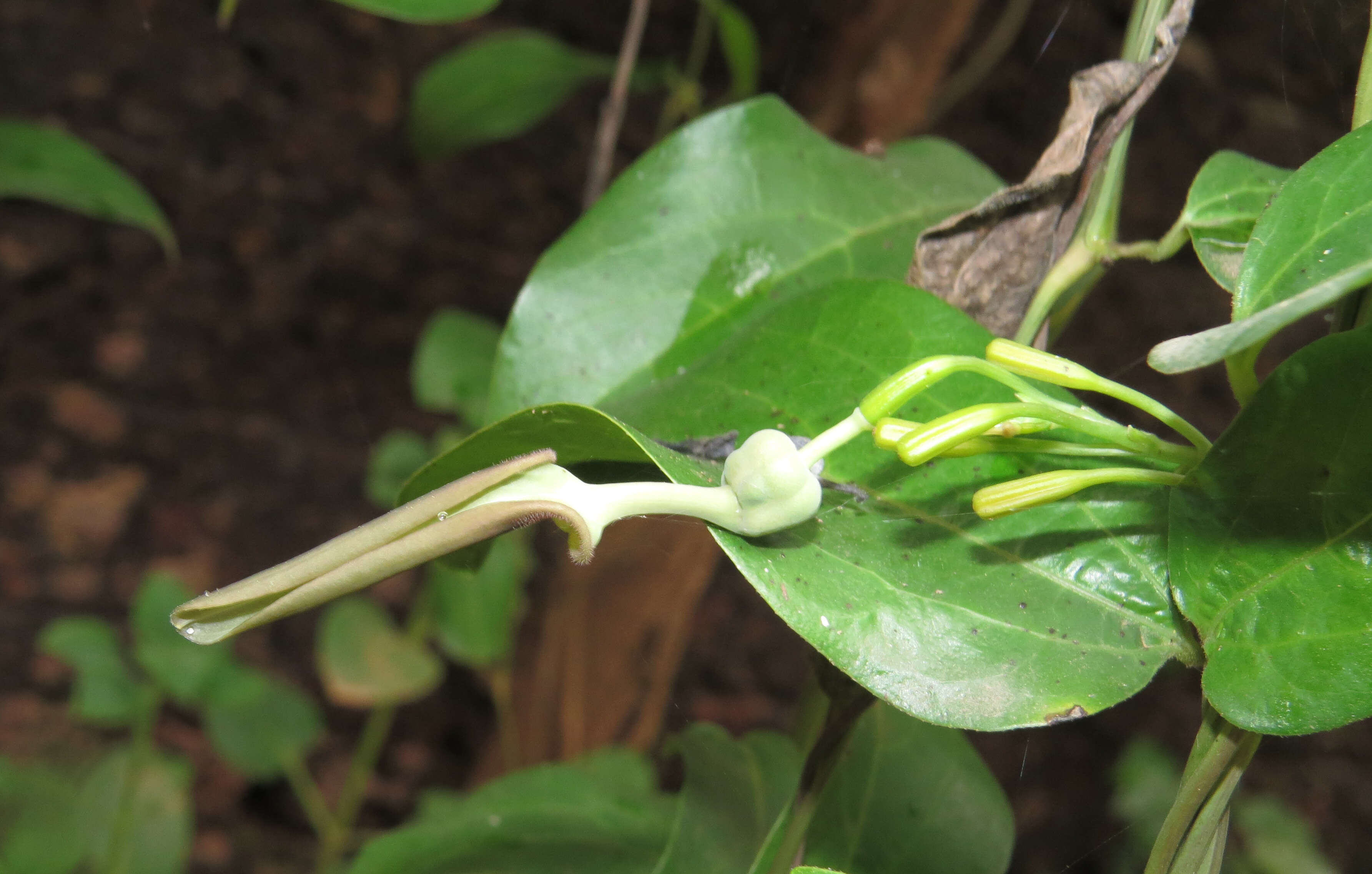 Image de Aristolochia indica L.