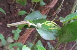 Image de Aristolochia indica L.