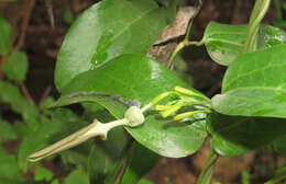 Image de Aristolochia indica L.