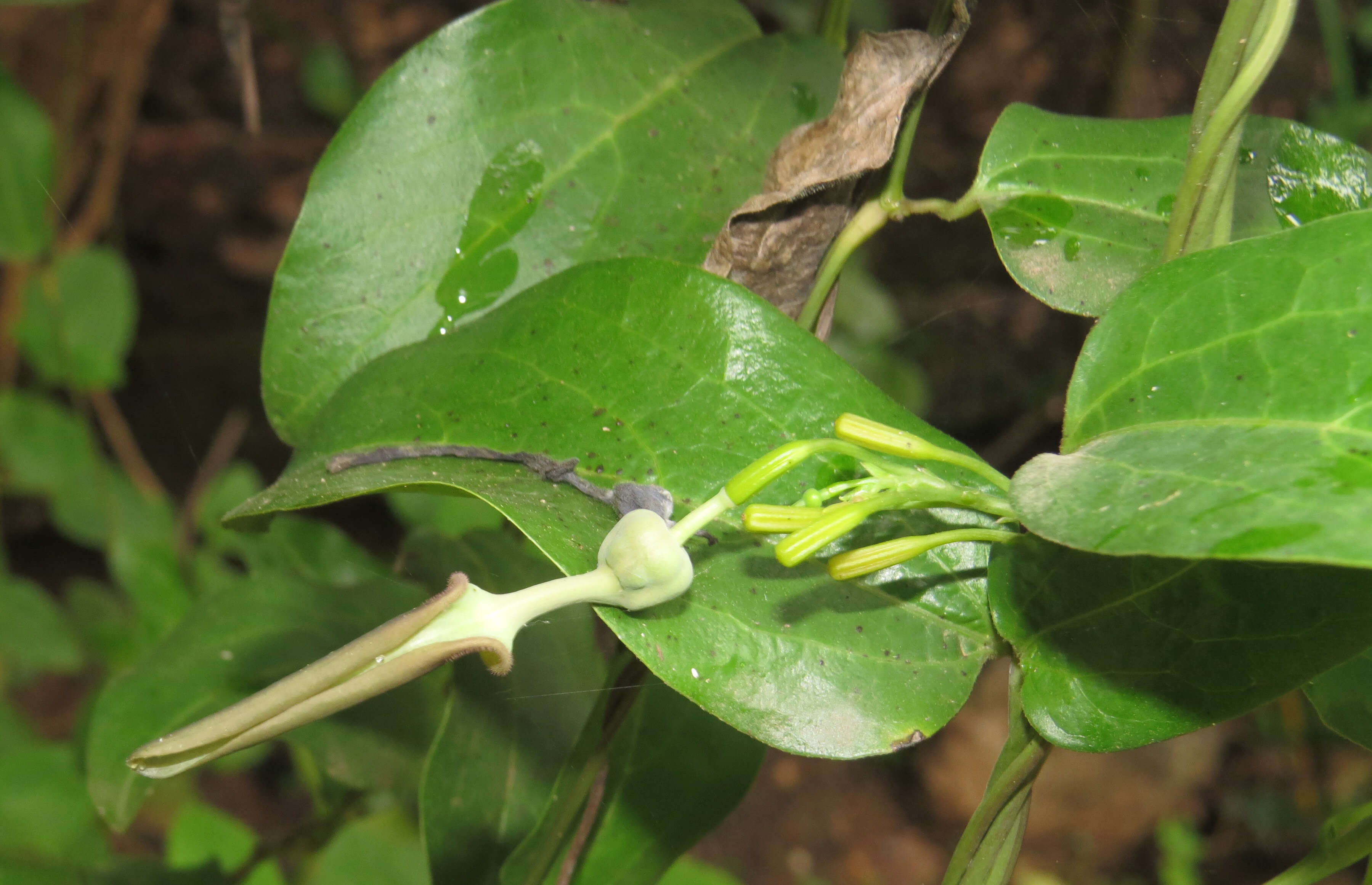 Image de Aristolochia indica L.