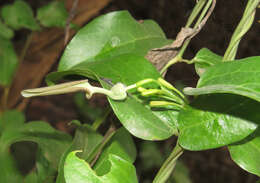 Image de Aristolochia indica L.