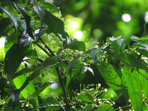 Image of Daphnandra repandula (F. Müll.) F. Müll.